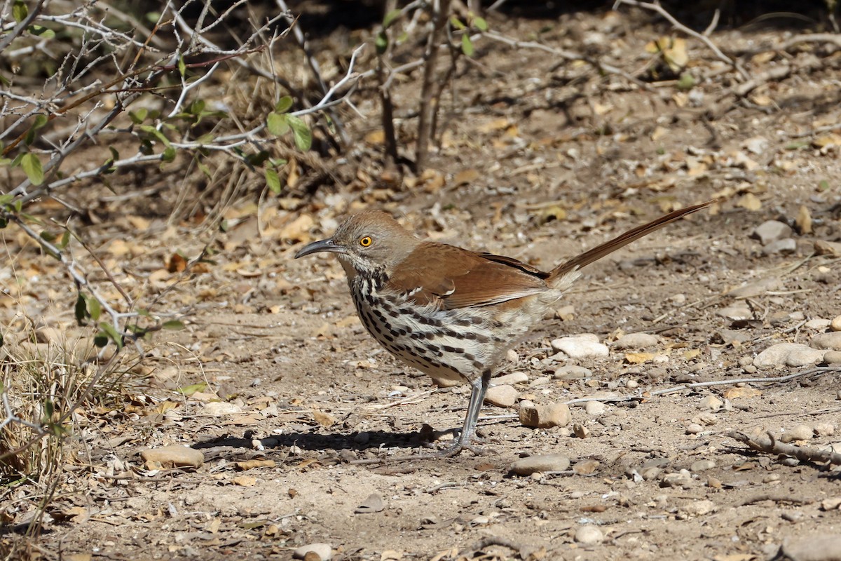 Long-billed Thrasher - ML650593858