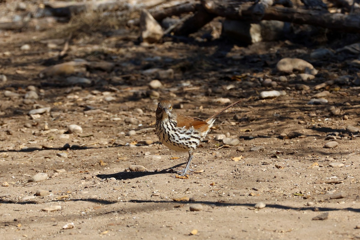 Long-billed Thrasher - ML650593859