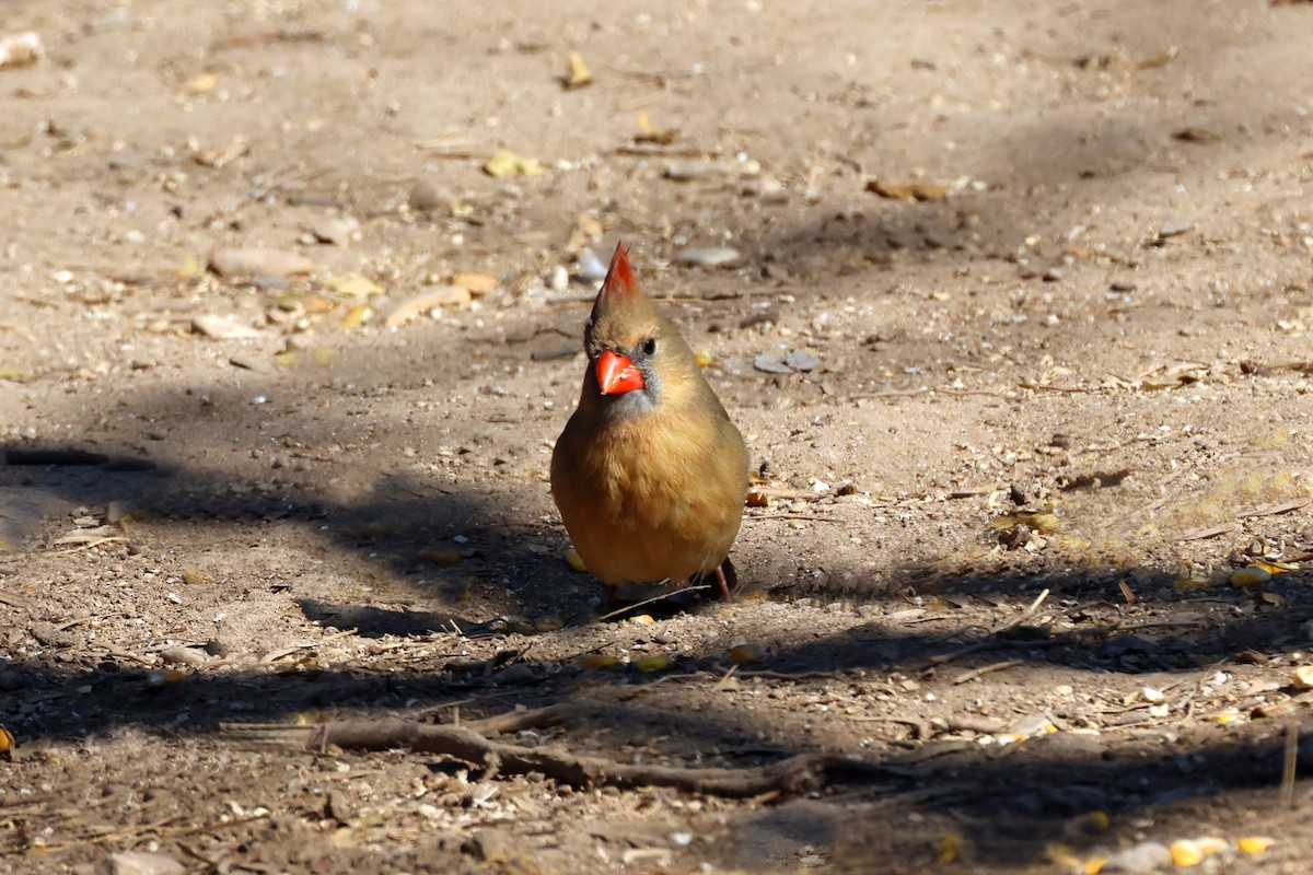 Northern Cardinal - ML650593876