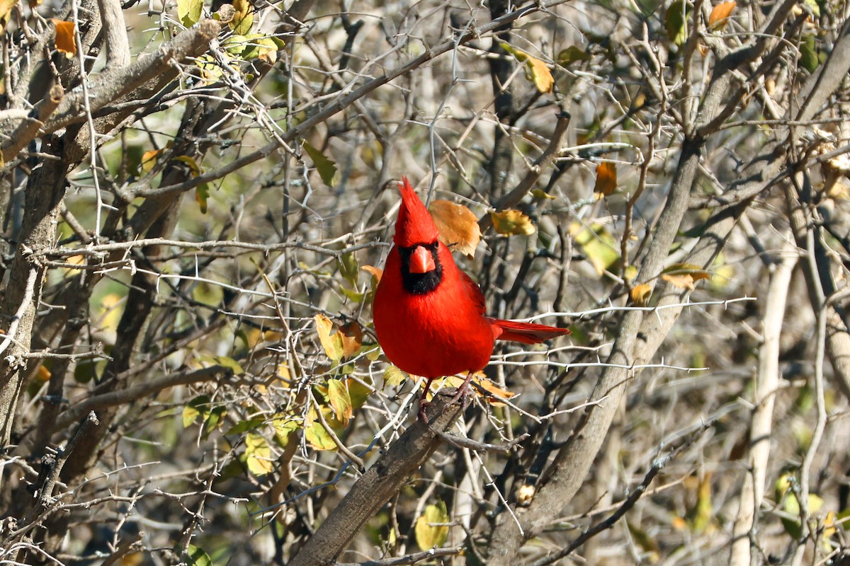 Northern Cardinal - ML650593877