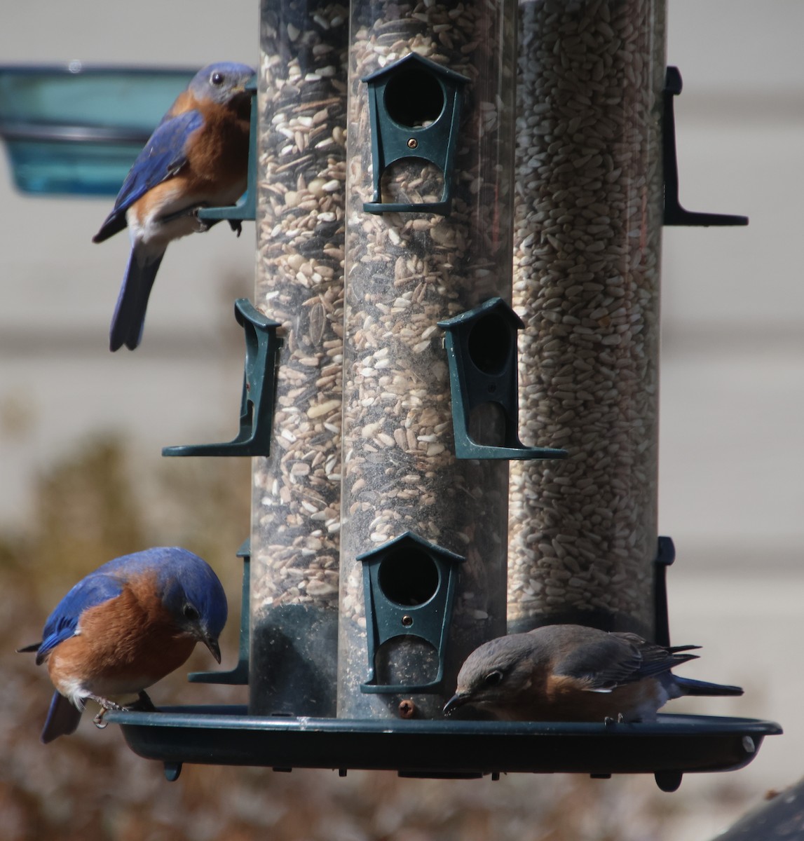 Eastern Bluebird - ML650593879