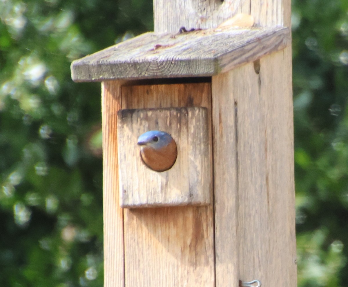 Eastern Bluebird - ML650593968