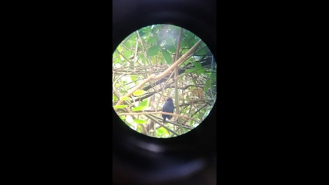 Lance-tailed Manakin - ML650594009