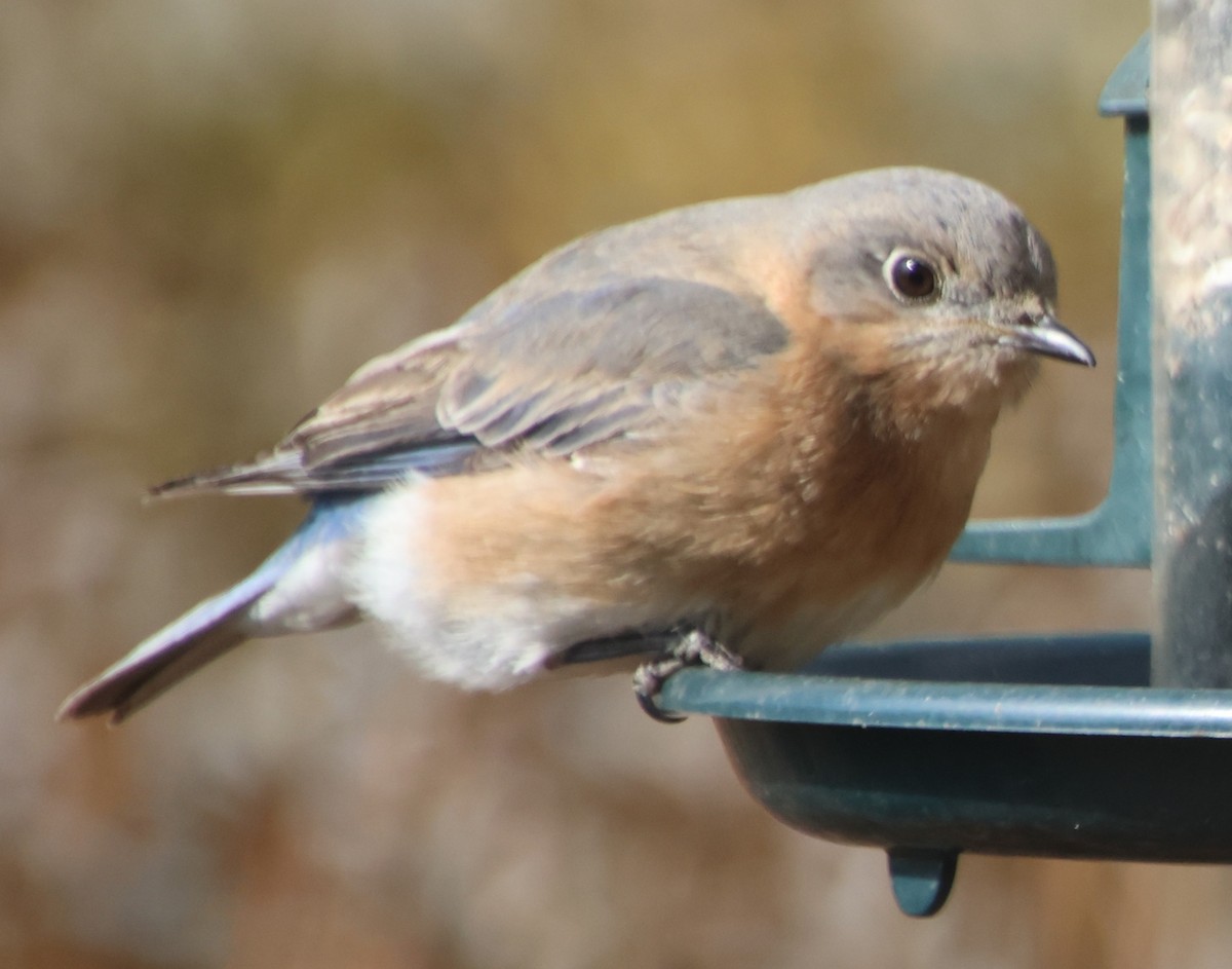 Eastern Bluebird - ML650594021