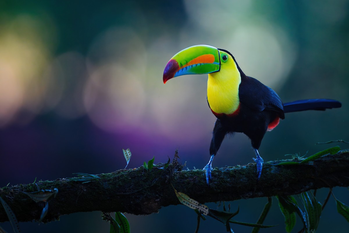 Keel-billed Toucan - ML650594151