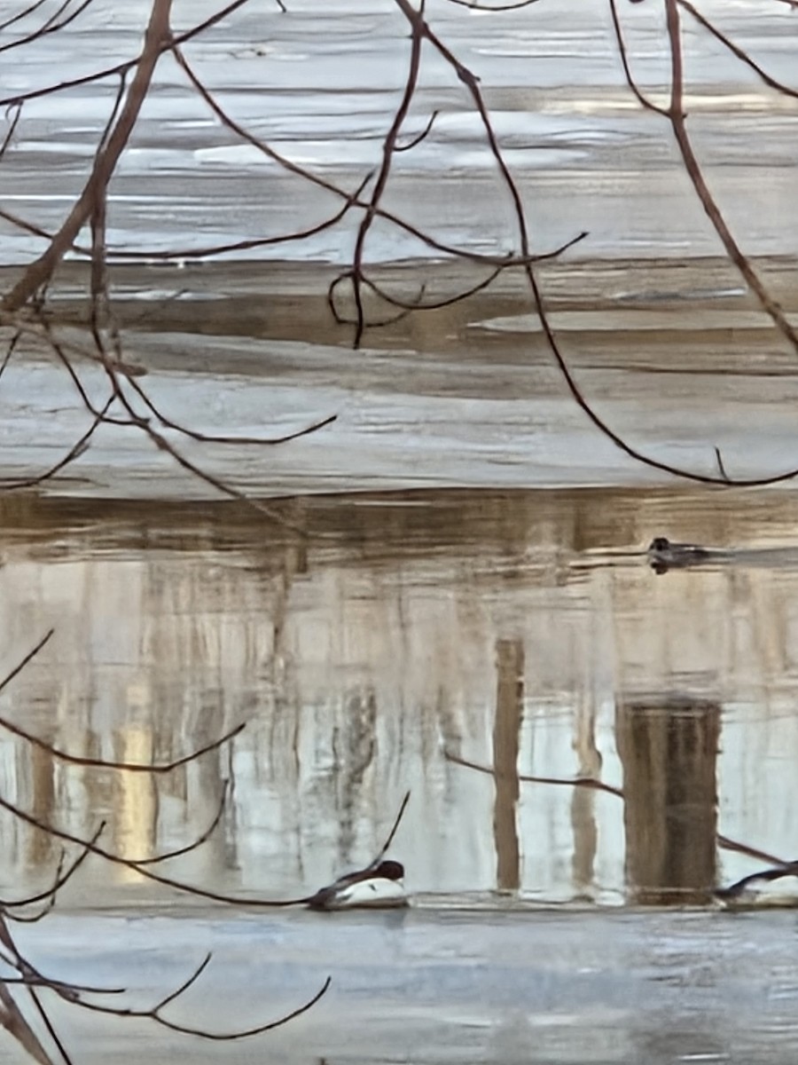 ホオジロガモ - ML650594264