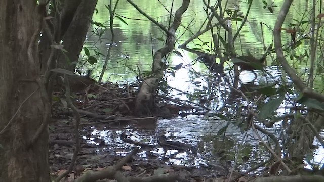 Gray-cowled Wood-Rail - ML650594308