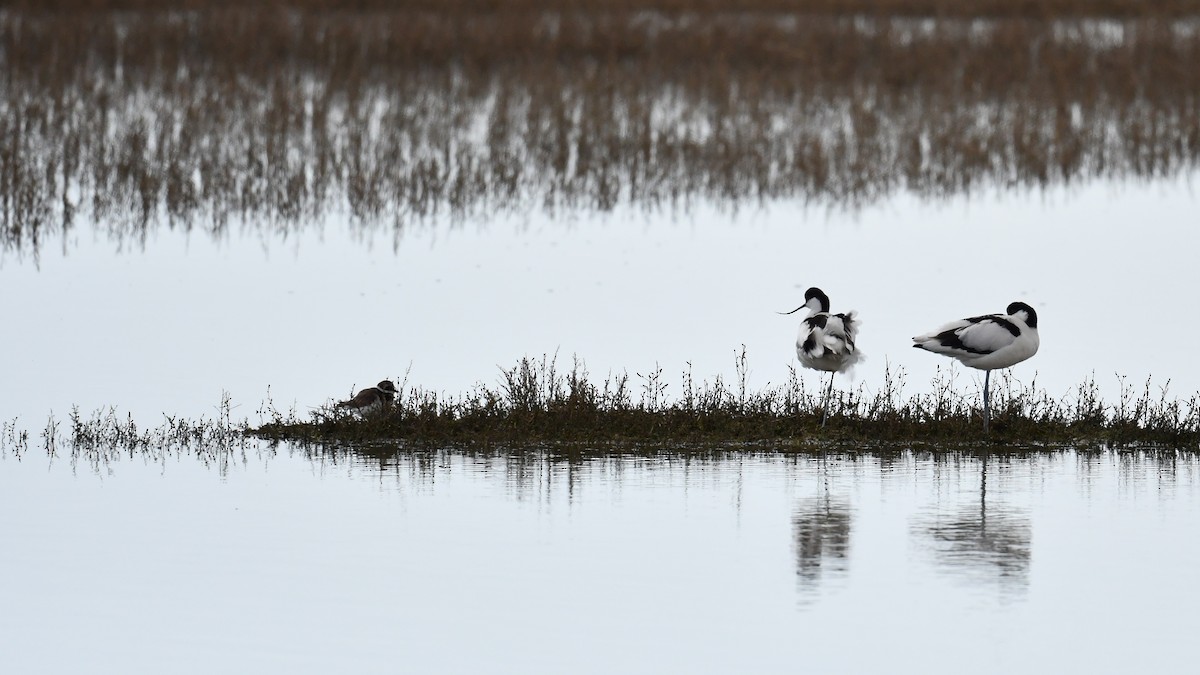 Pied Avocet - ML650594515