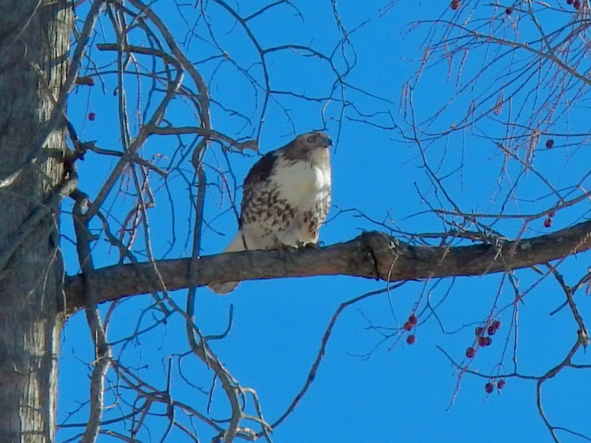 Red-tailed Hawk (borealis) - ML650594618