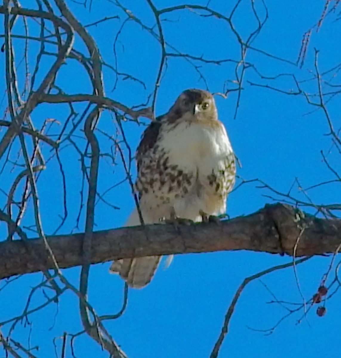 Red-tailed Hawk (borealis) - ML650594619
