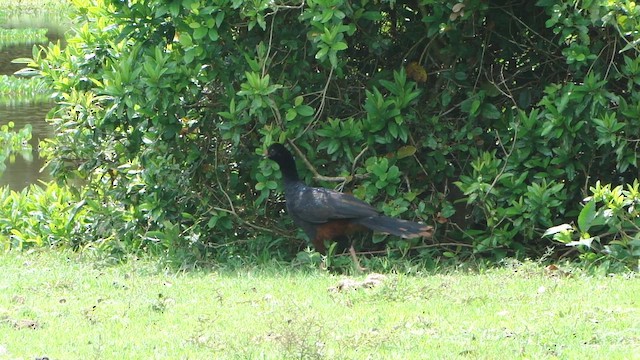 Crestless Curassow - ML650594923