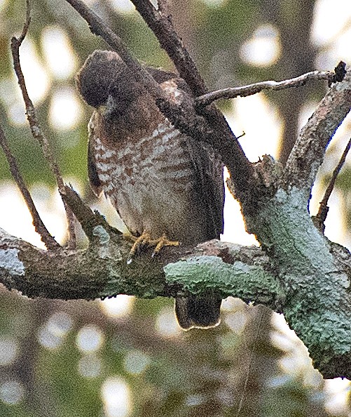 Broad-winged Hawk - ML650594942