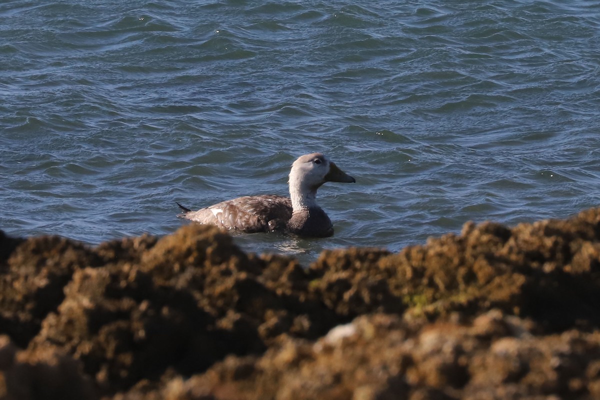 White-headed Steamer-Duck - ML650595021