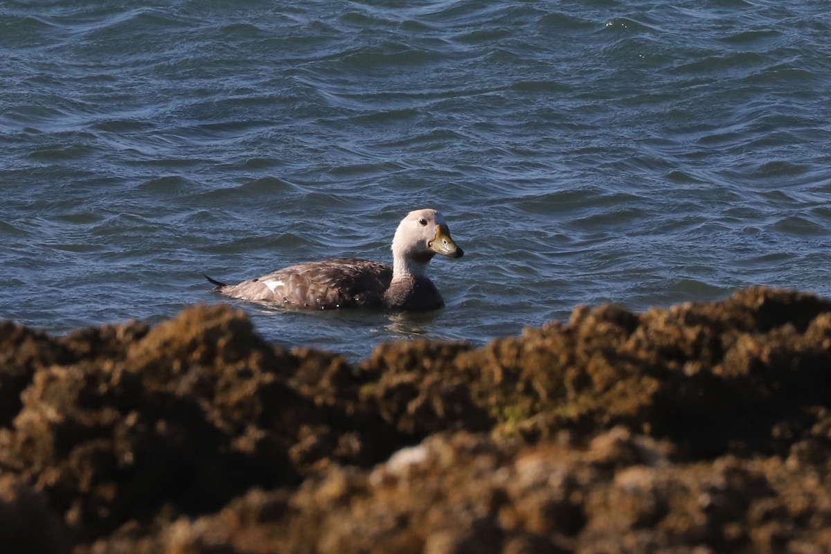 White-headed Steamer-Duck - ML650595022