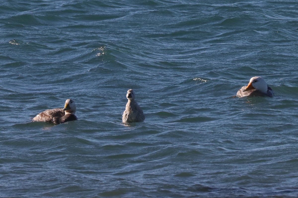White-headed Steamer-Duck - ML650595023