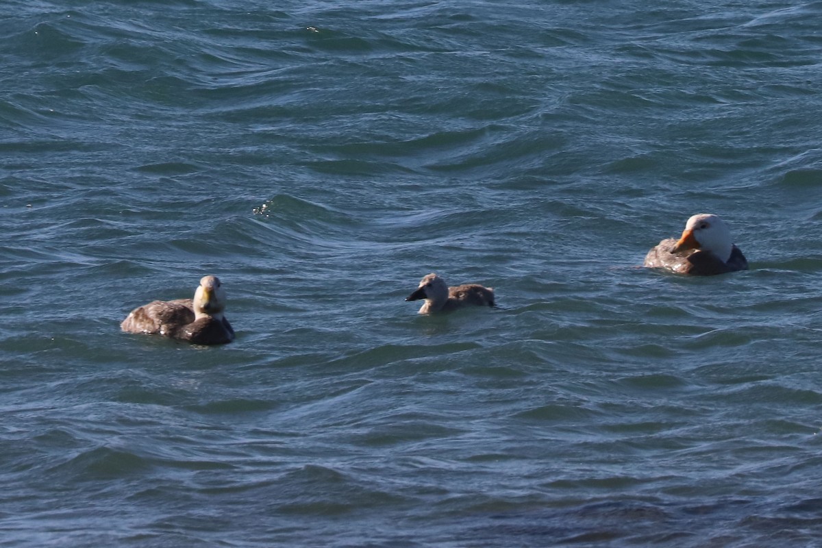 White-headed Steamer-Duck - ML650595025