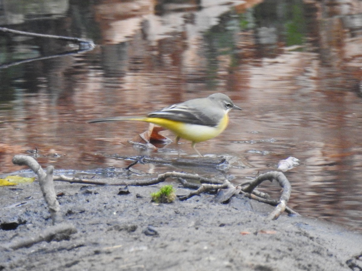 灰鶺鴒 - ML650595161