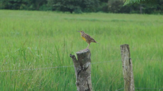 Eastern Meadowlark - ML650595199
