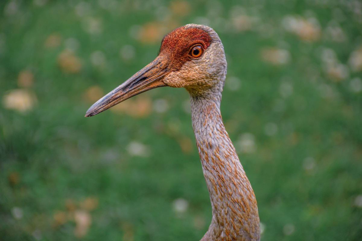 עגור קנדי - ML650595308
