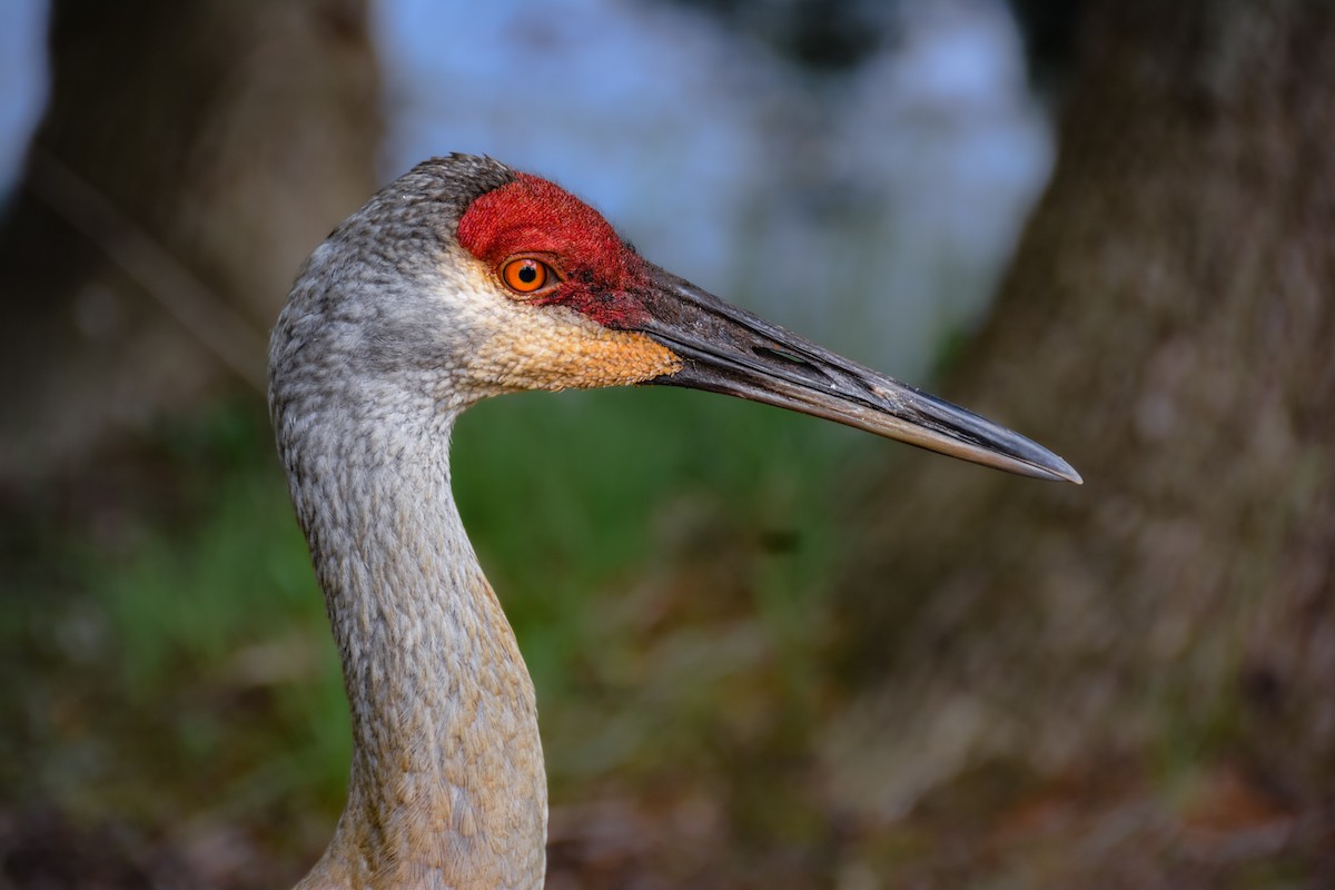עגור קנדי - ML650595311
