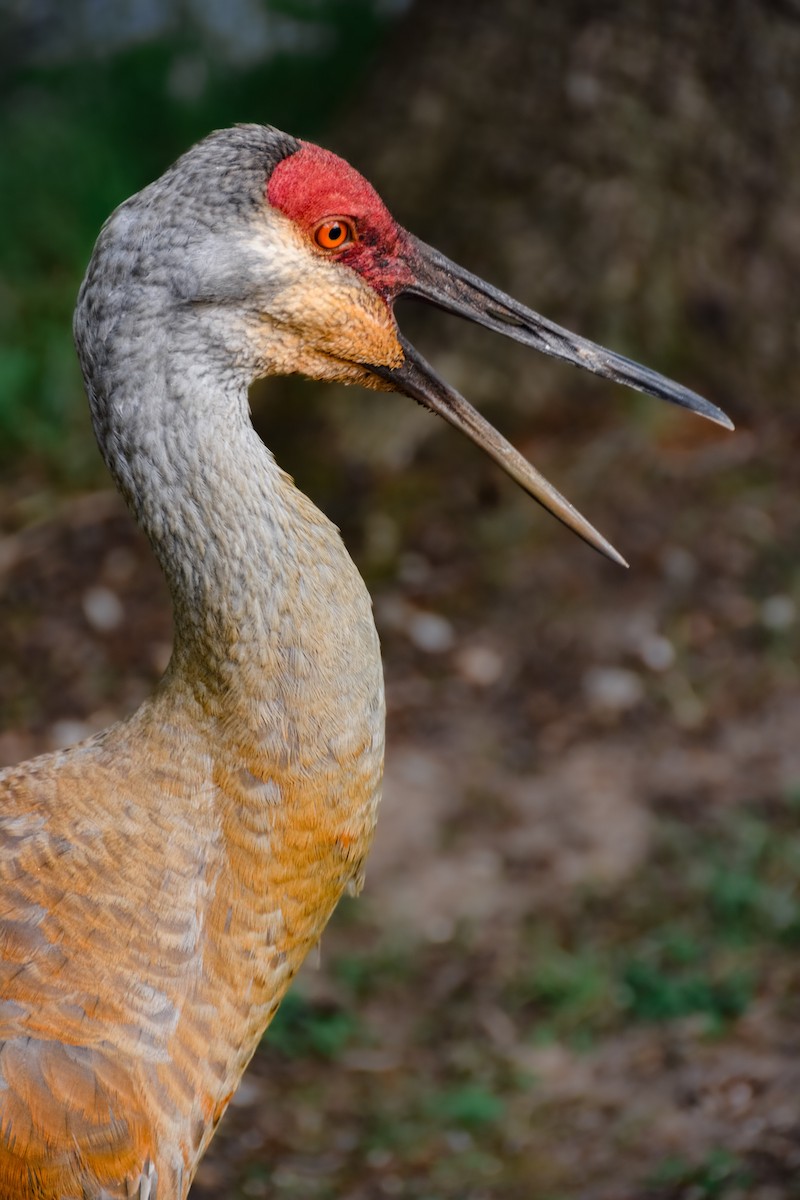עגור קנדי - ML650595312