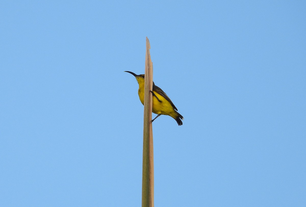 Sahul Sunbird - ML650595390