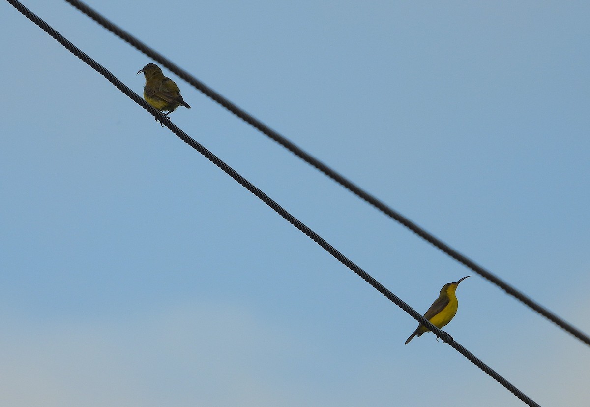 Sahul Sunbird - ML650595395