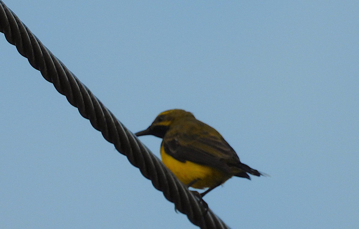 Sahul Sunbird - ML650595397