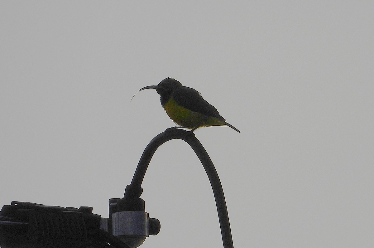 Sahul Sunbird - ML650595437