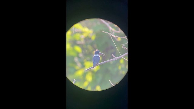 שלדג אמריקני - ML650595467