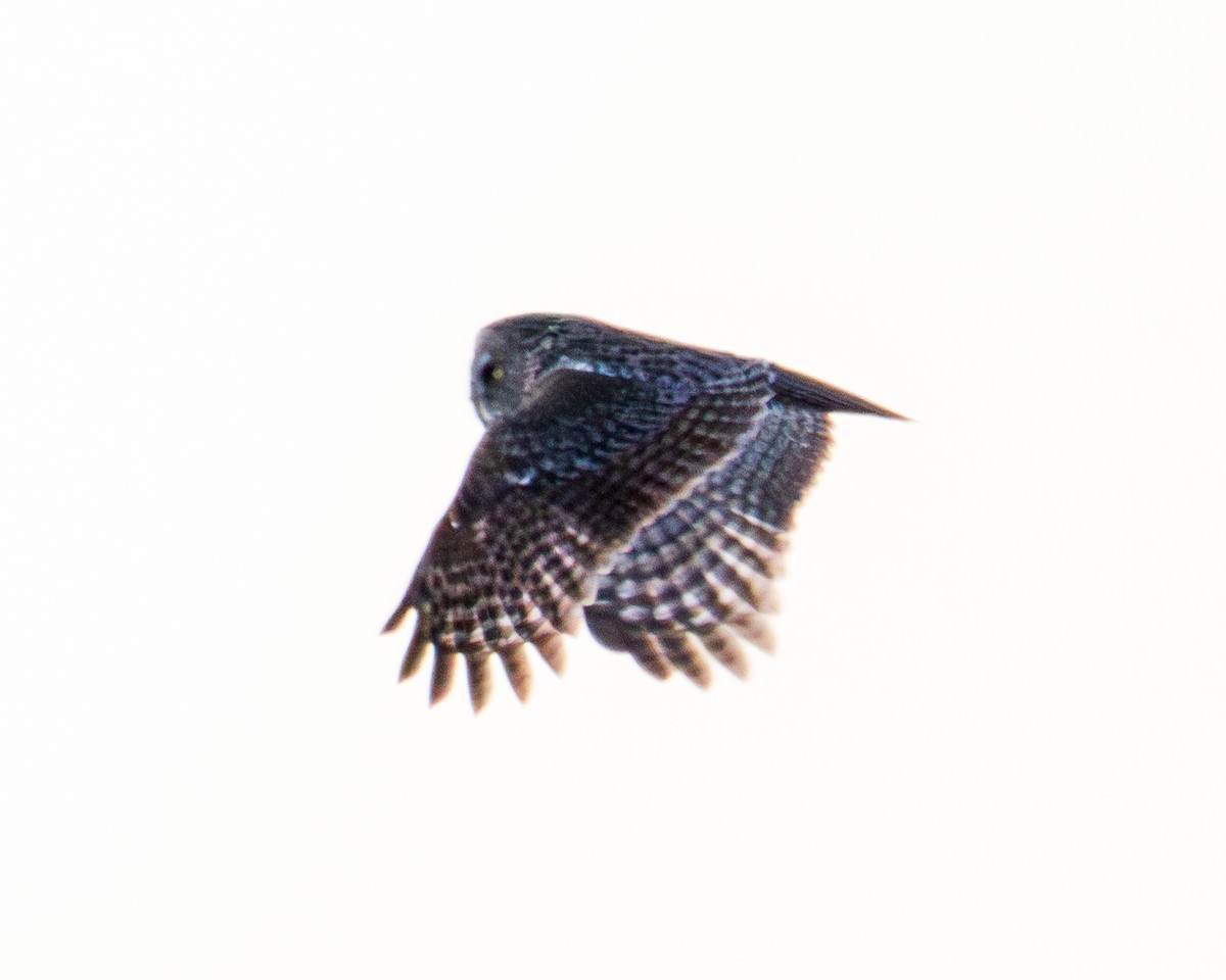 Bartkauz - ML650595561