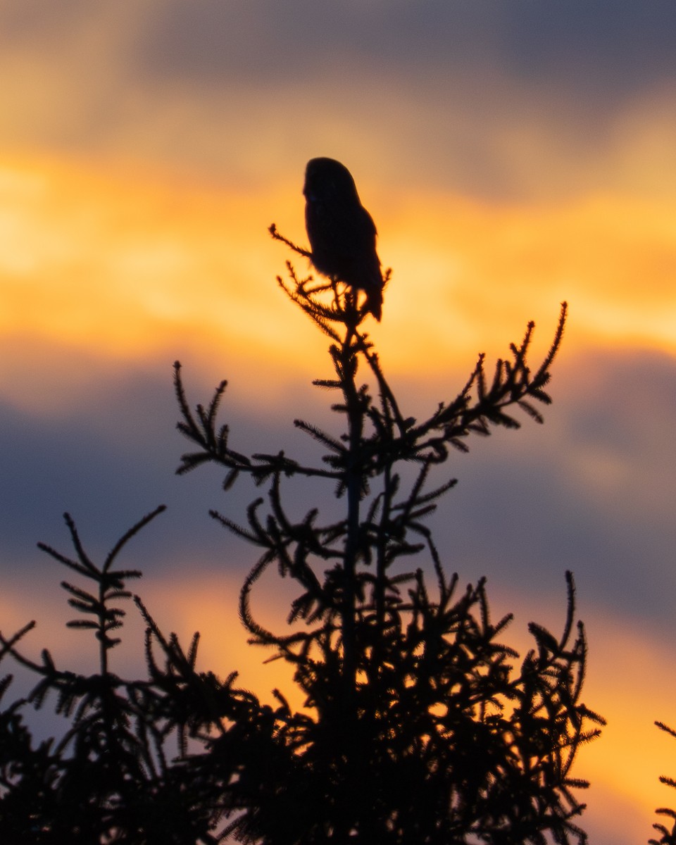 Bartkauz - ML650595562