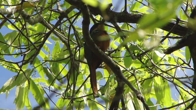 Rufous-tailed Jacamar - ML650595572