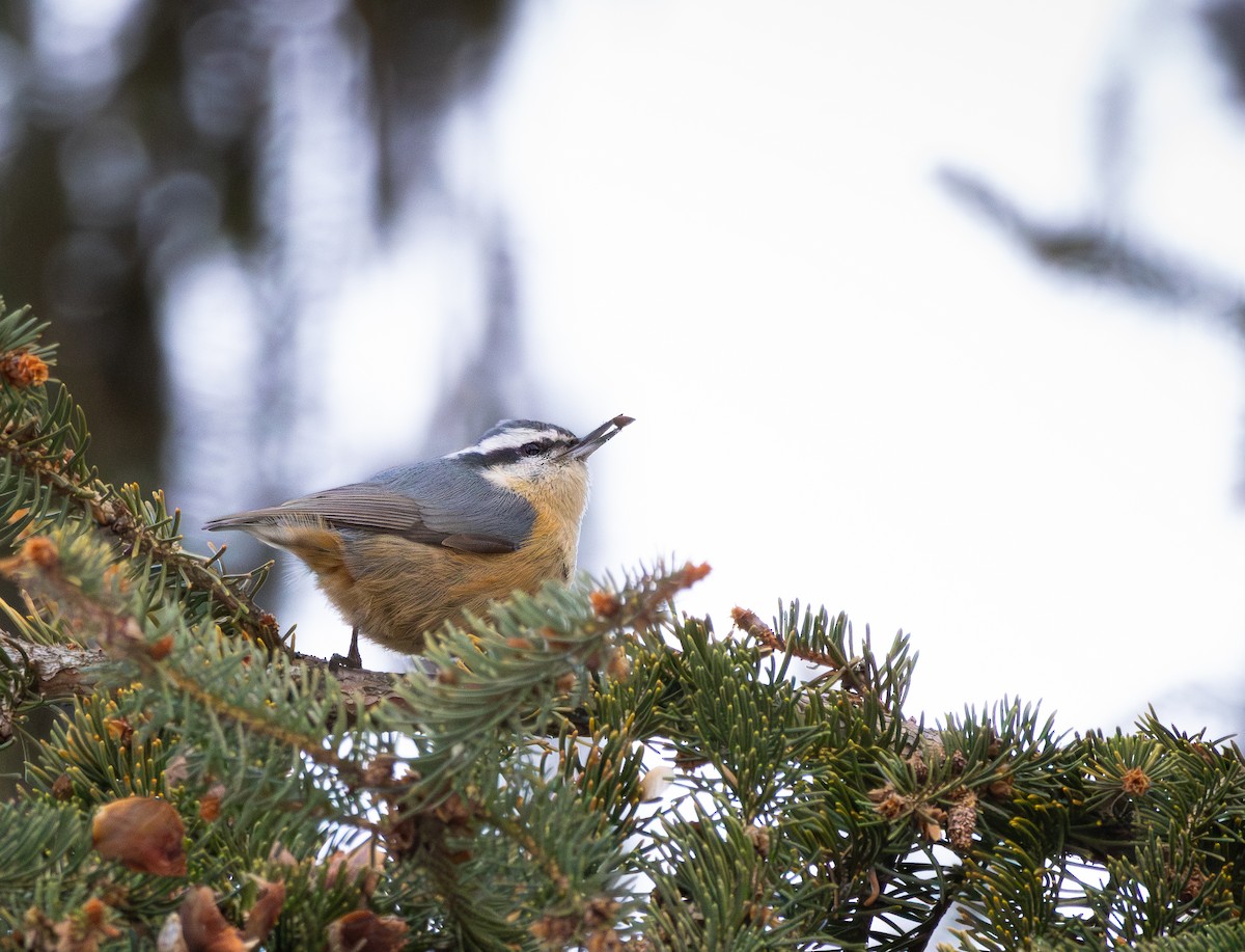 סיטה קנדית - ML650595631