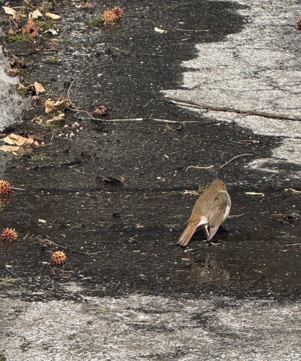 Zorzalito Colirrufo - ML650595640