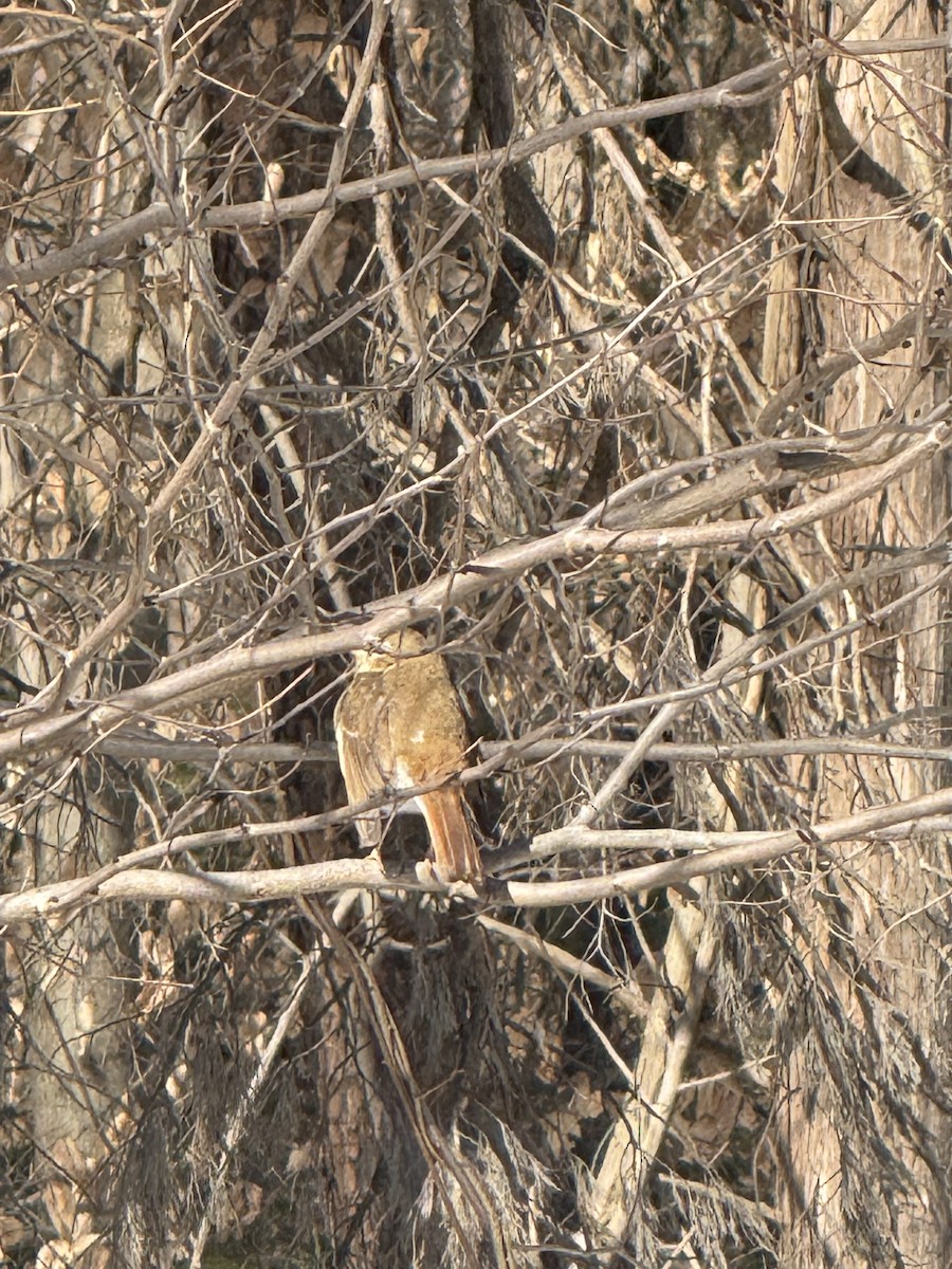 Zorzalito Colirrufo - ML650595641