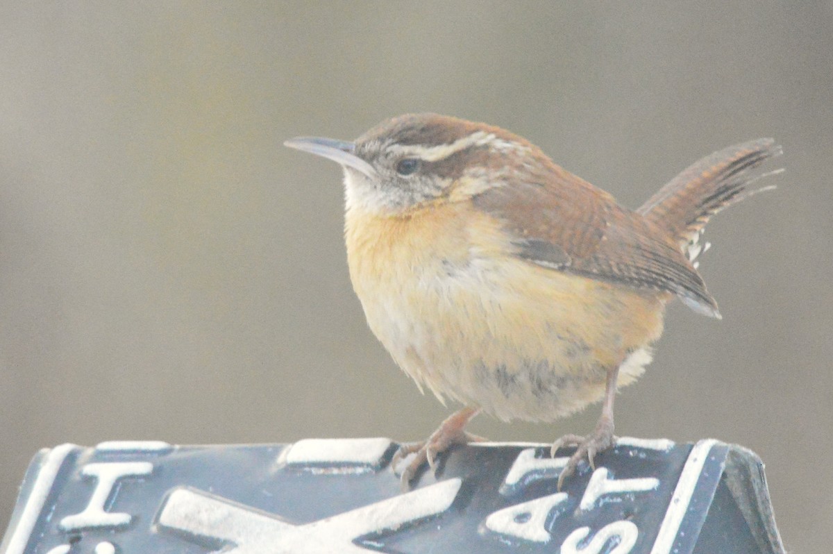 Carolina Wren - ML650595942