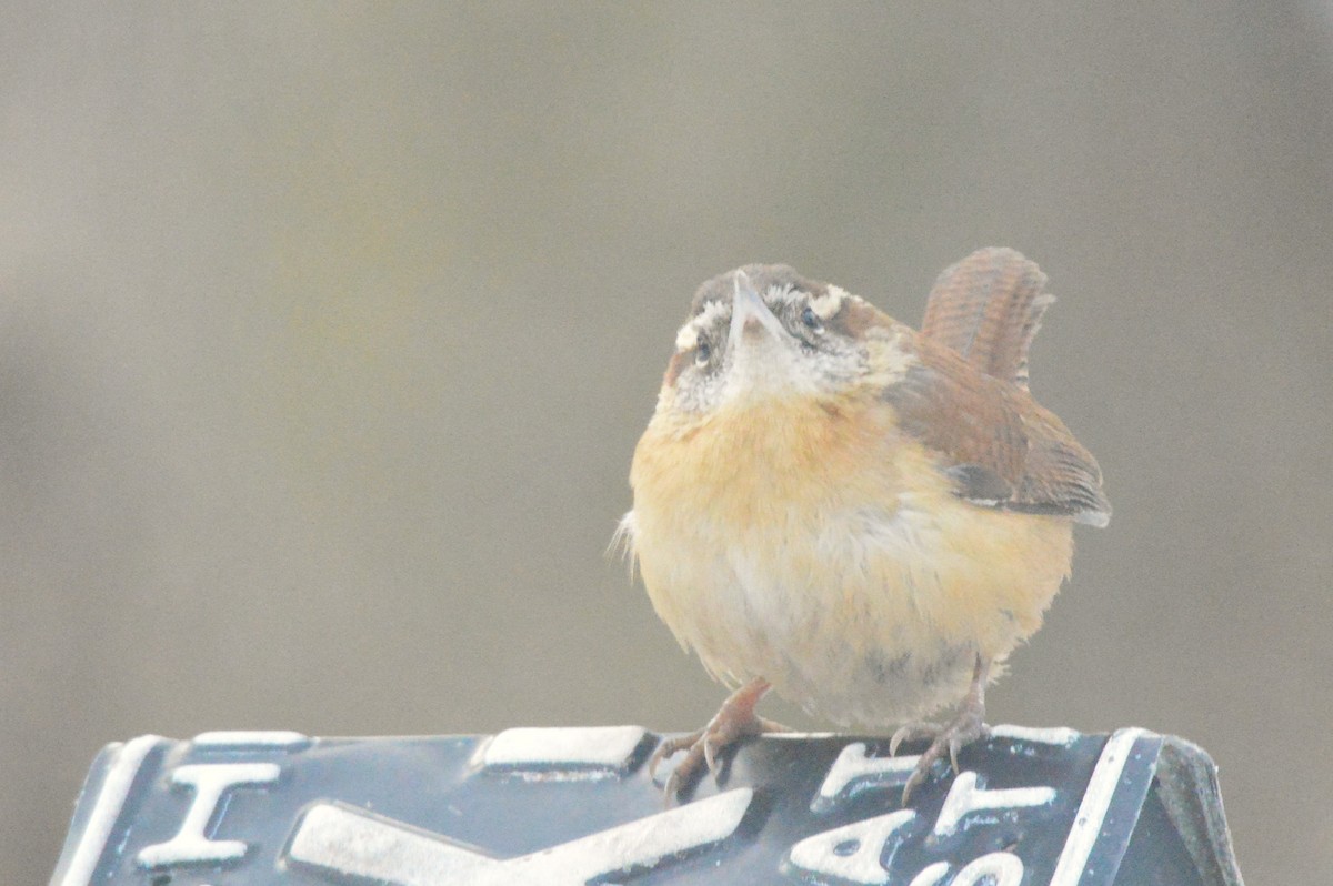 Carolina Wren - ML650595943