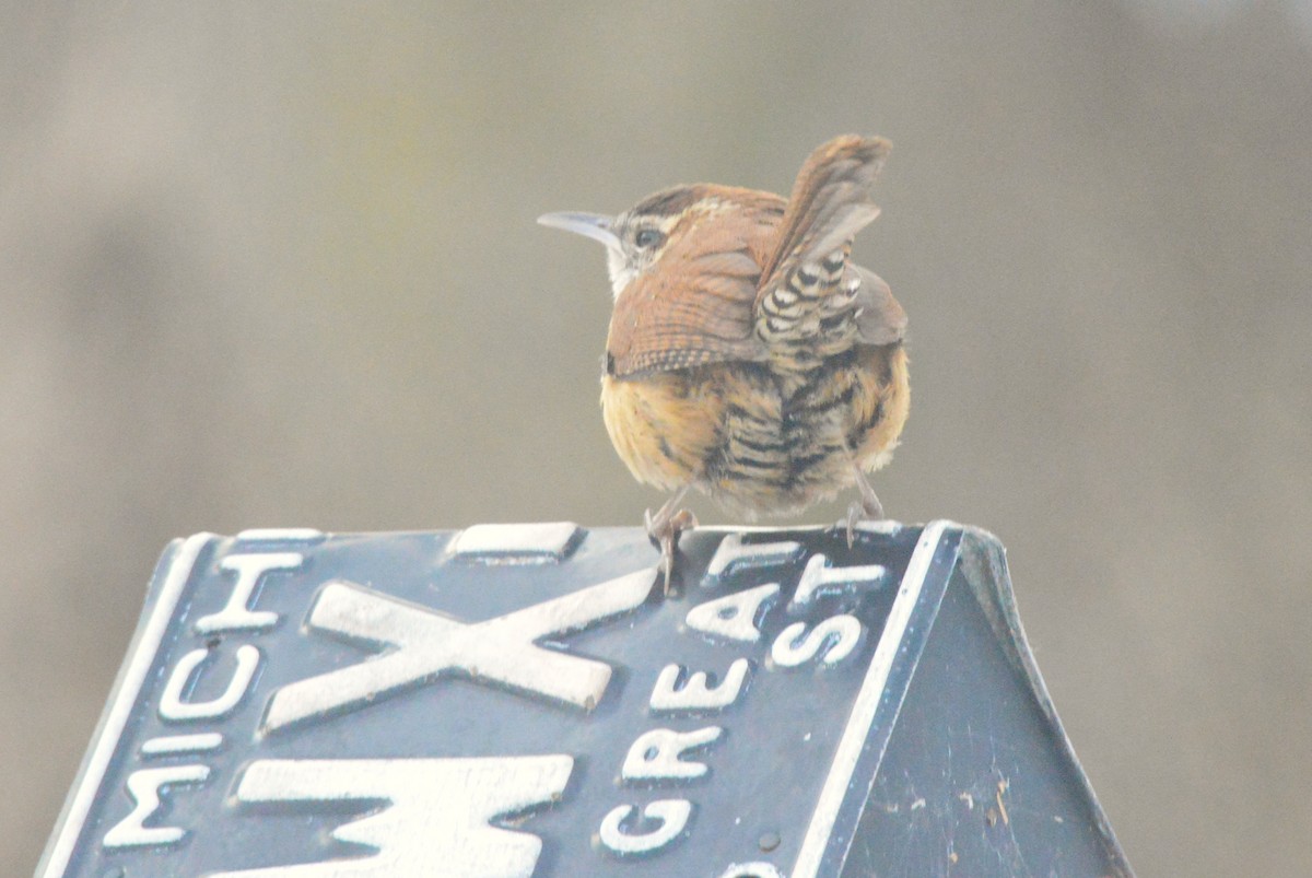 Carolina Wren - ML650595944
