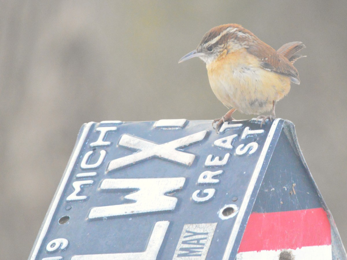 Carolina Wren - ML650595945
