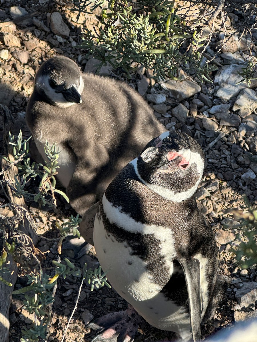 Magellanic Penguin - ML650595991