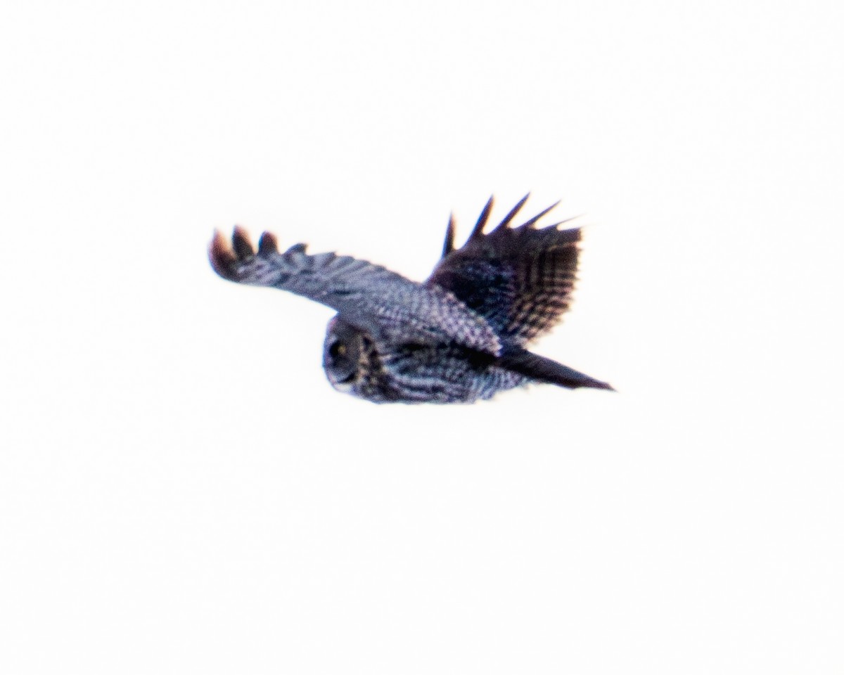 Bartkauz - ML650596039