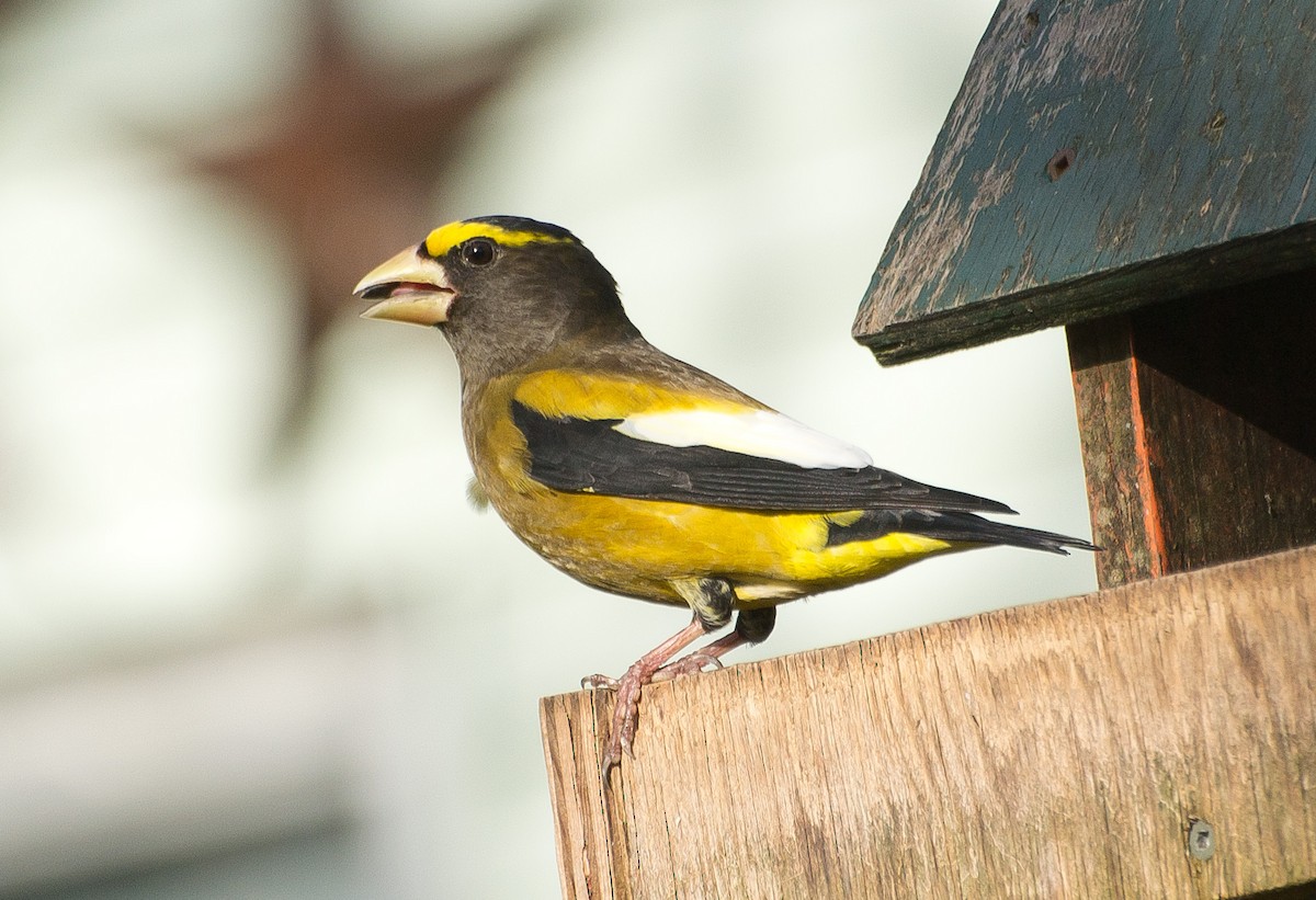 Кіпаль жовтобровий - ML650596133