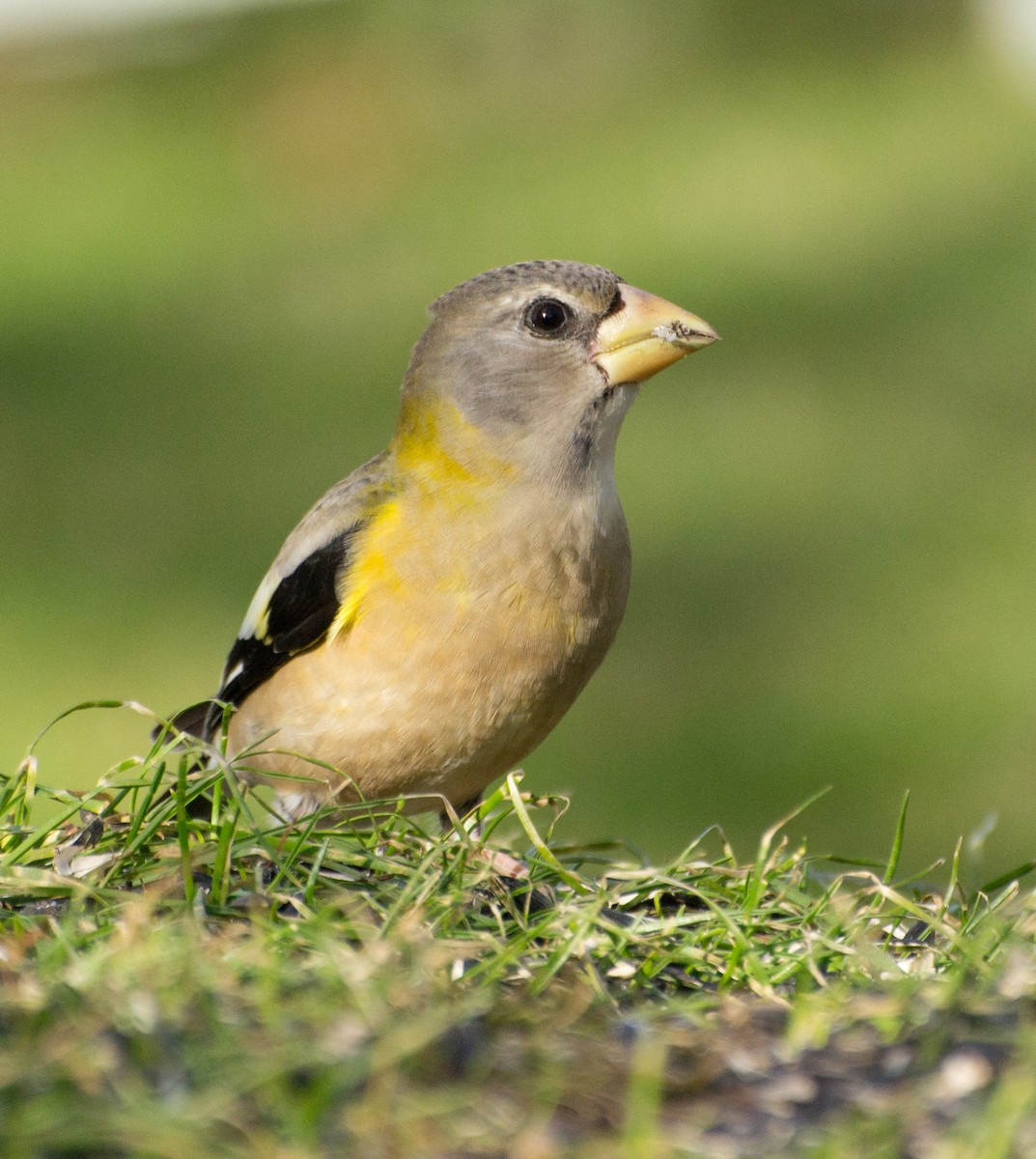 Кіпаль жовтобровий - ML650596134