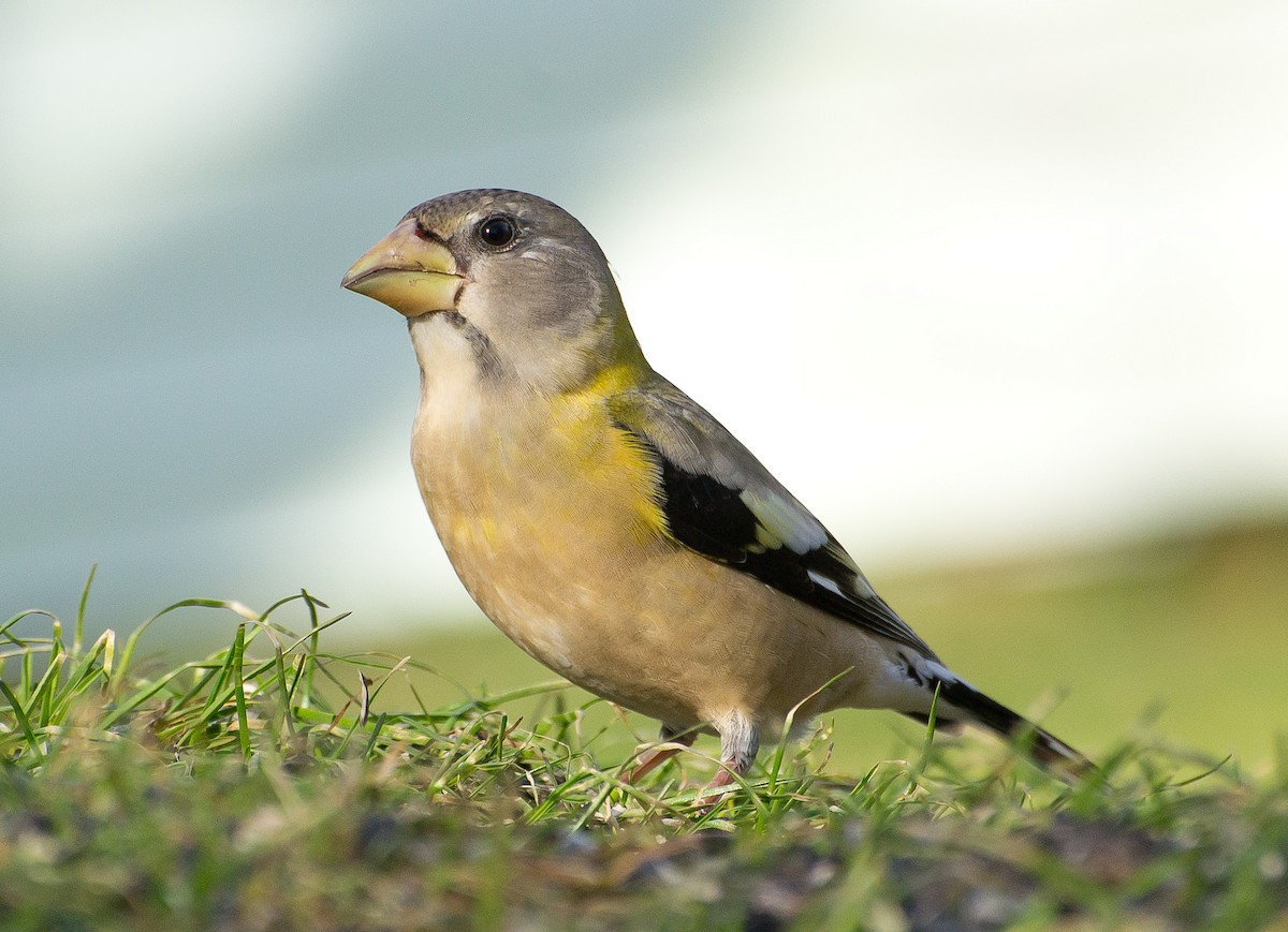 Кіпаль жовтобровий - ML650596135