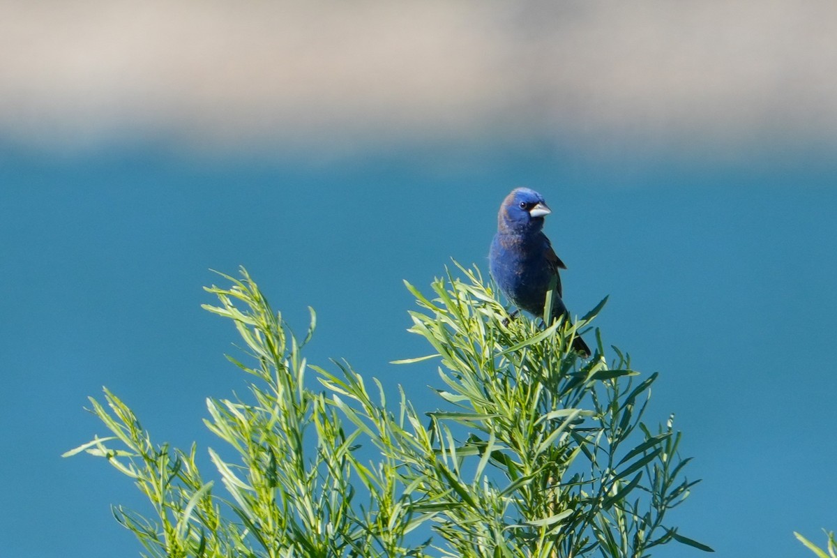 Mavi Çinte - ML650596255