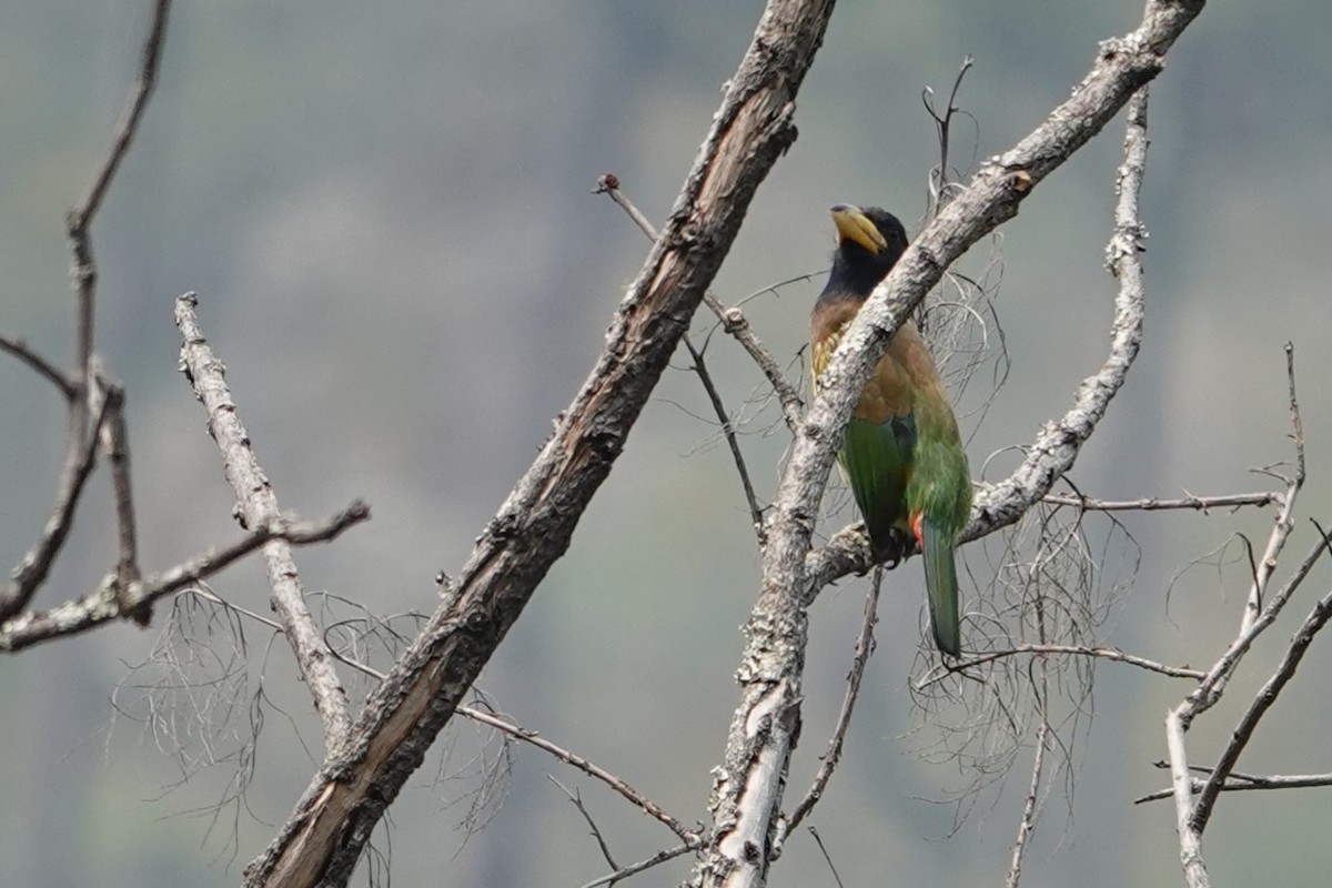Great Barbet - ML650596380