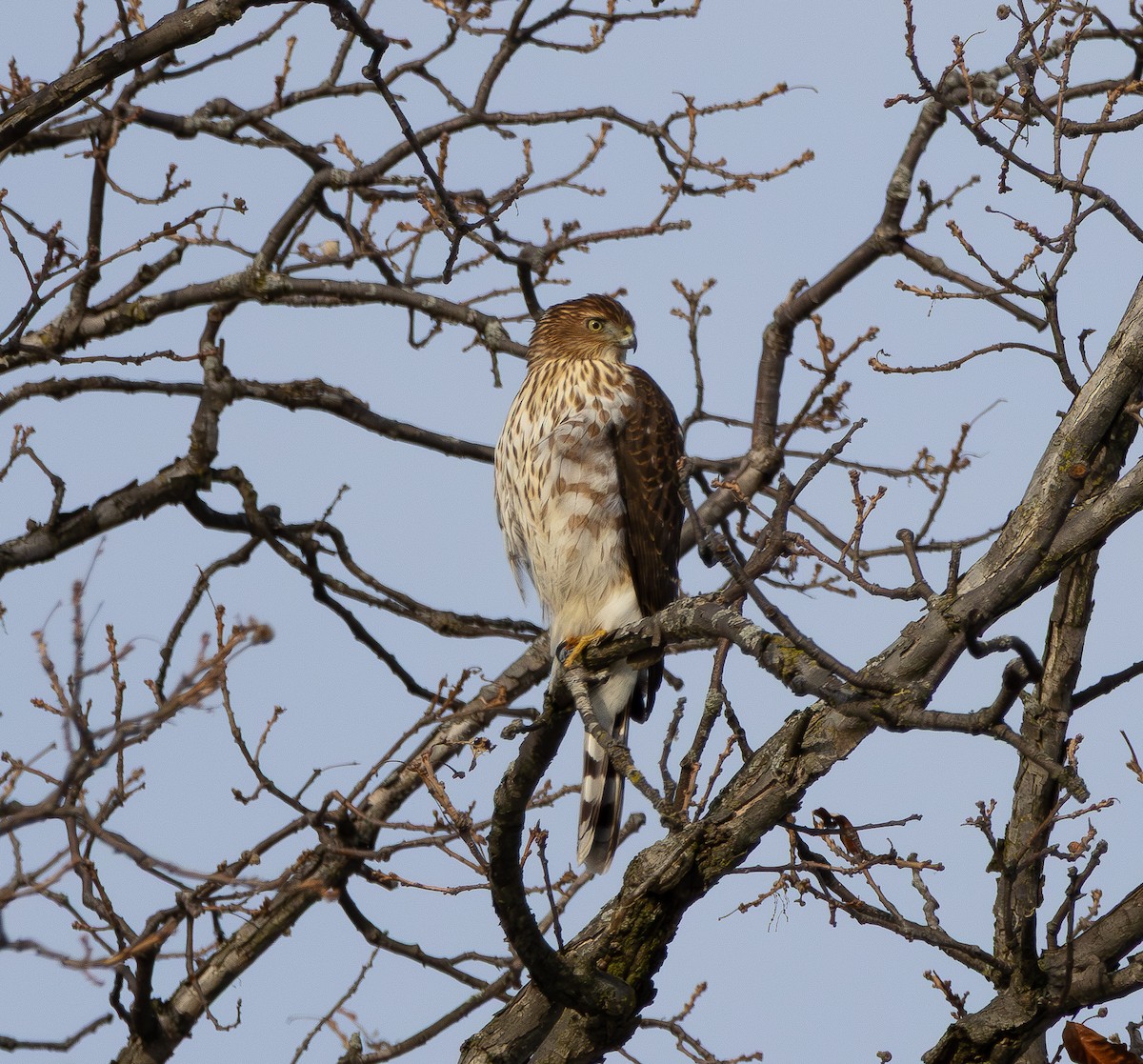Cooper's Hawk - ML650596460