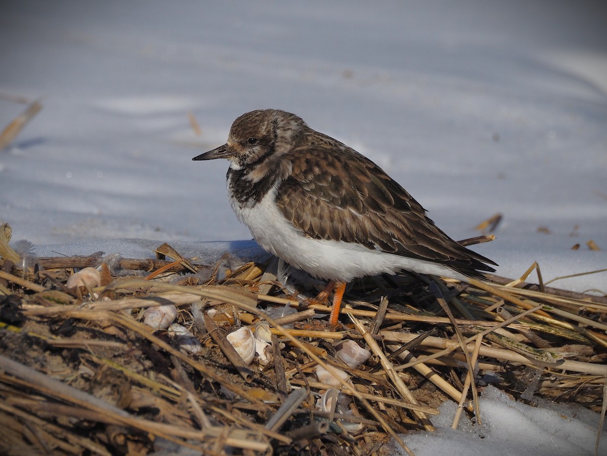 Ruddy Turnstone - ML650596664
