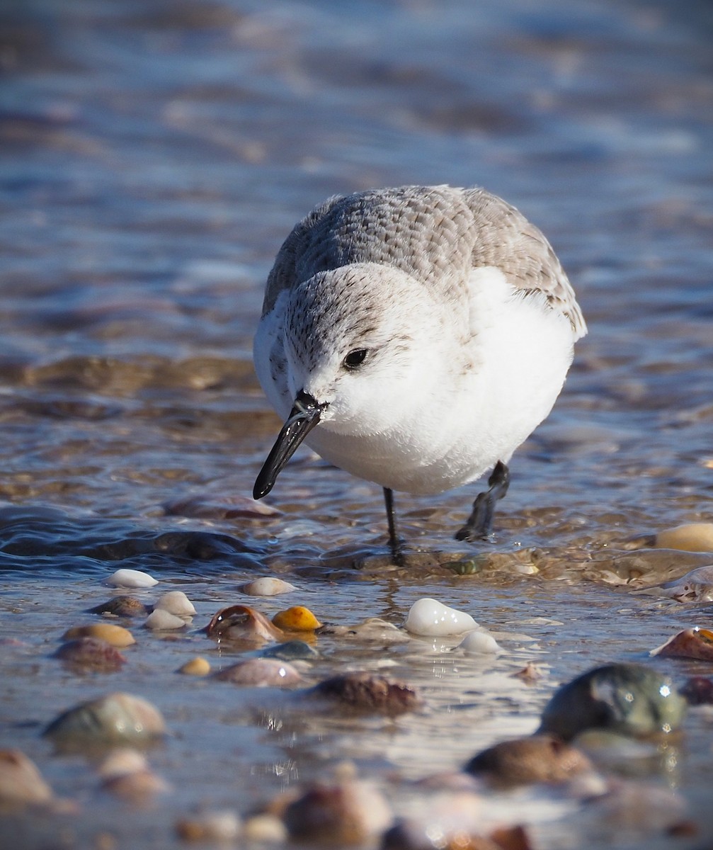 Sanderling - ML650596673